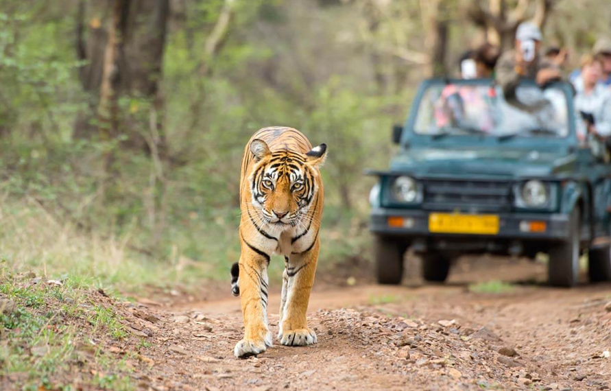 Book Golden Triangle Tour with Wild Safari